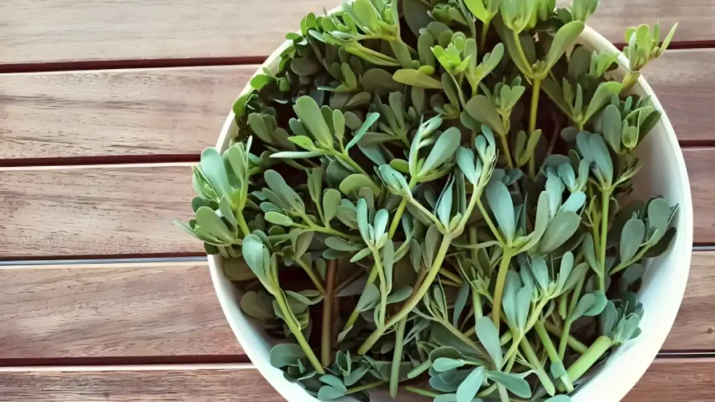 Purslane Benefits