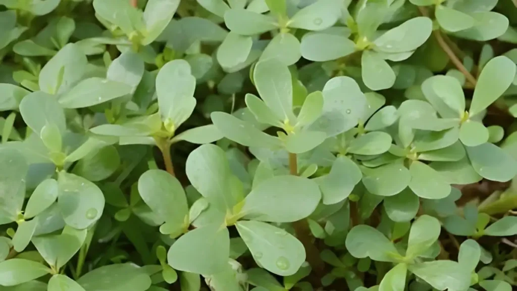 9 Purslane Benefits and Side Effects: Must-Know Guide Purslane Health Benefits