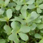 Purslane Health Benefits