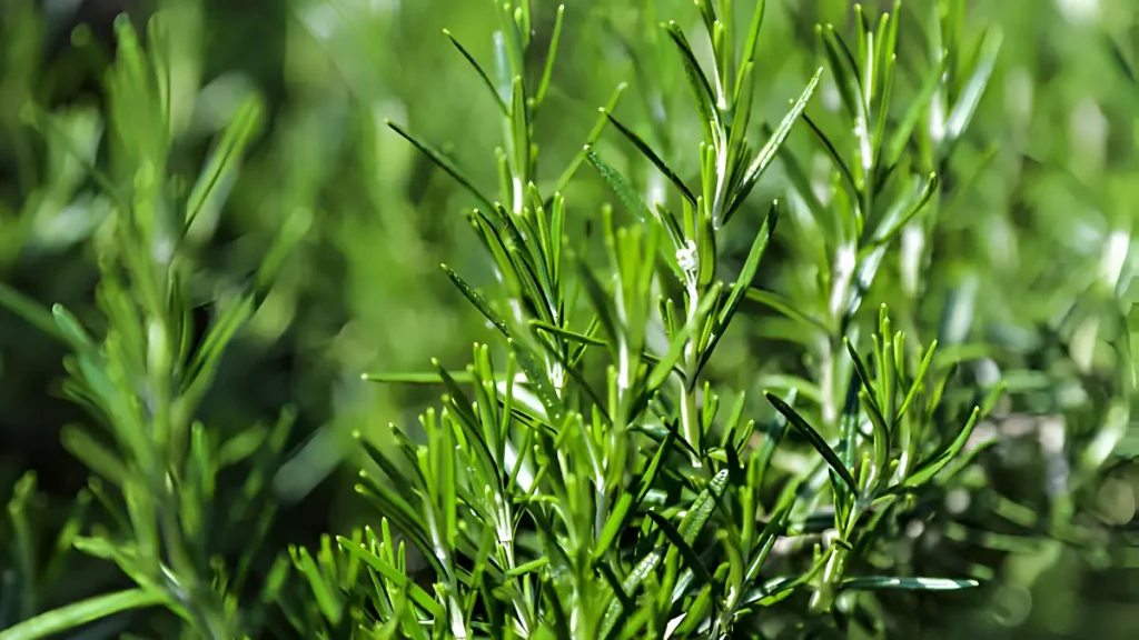 5 Rosemary Uses: Powerful Benefits & Everyday Tips Rosemary Uses