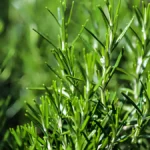 Rosemary Uses