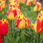 Species Tulips