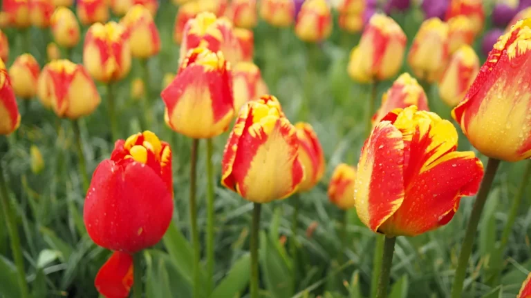 Create Beauty: Species Tulips Unveiled! Species Tulips