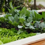 Square Foot Gardening