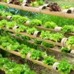 Vertical Gardening Ideas