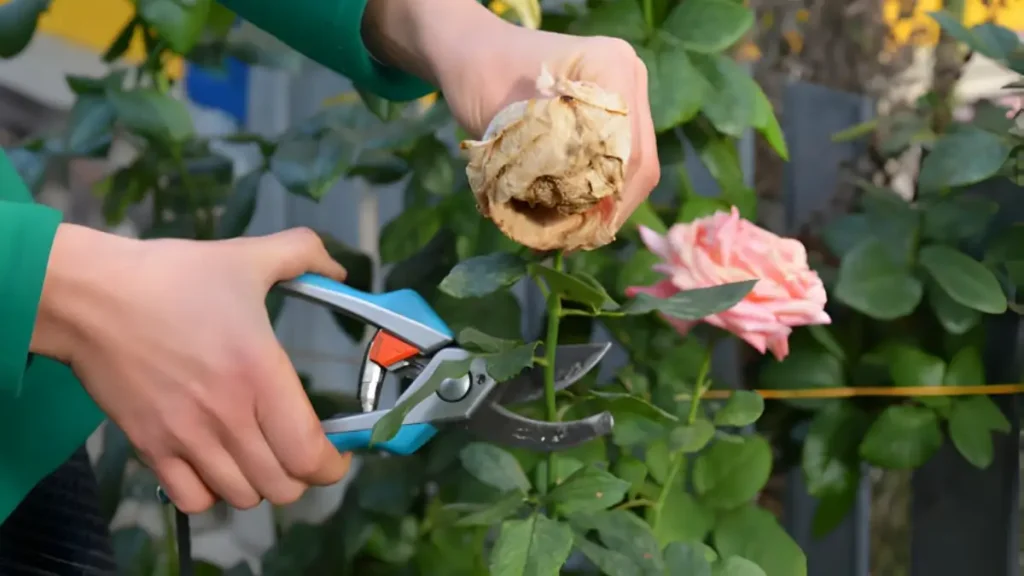 When And How To Prune Roses 