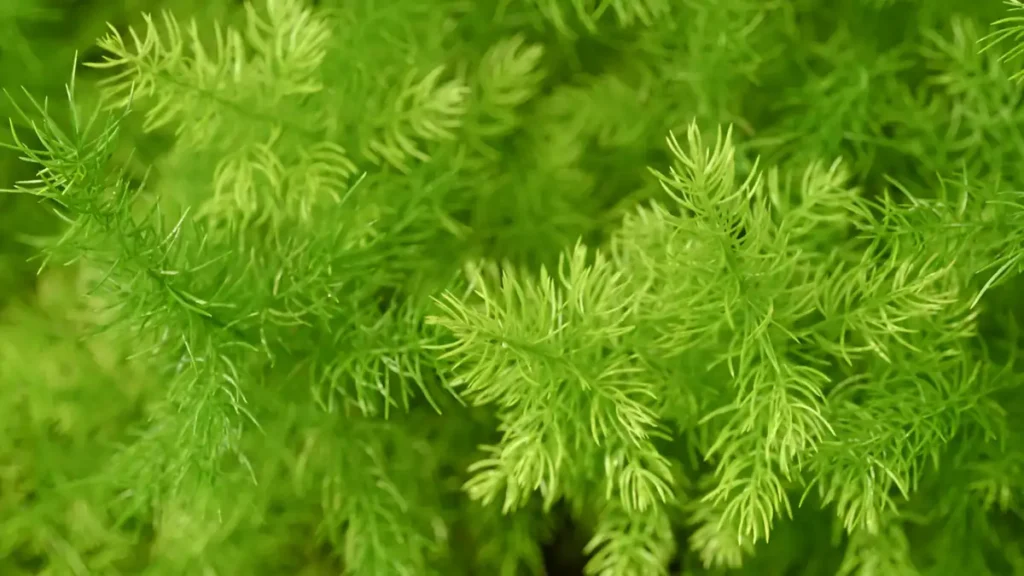 Asparagus Fern