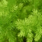 Asparagus Fern