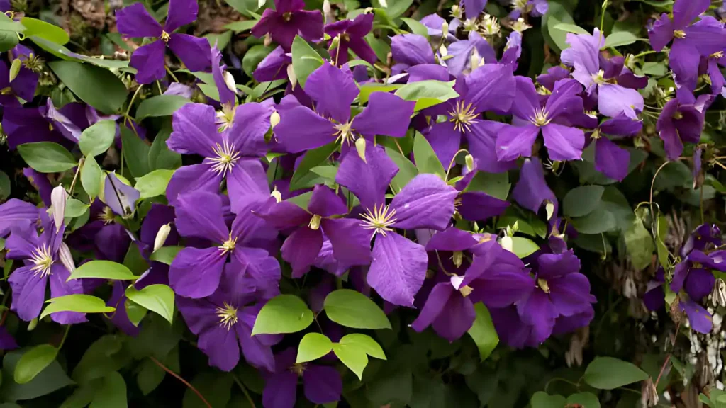 Clematis