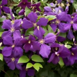 Clematis