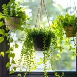 Indoor Vine Plants