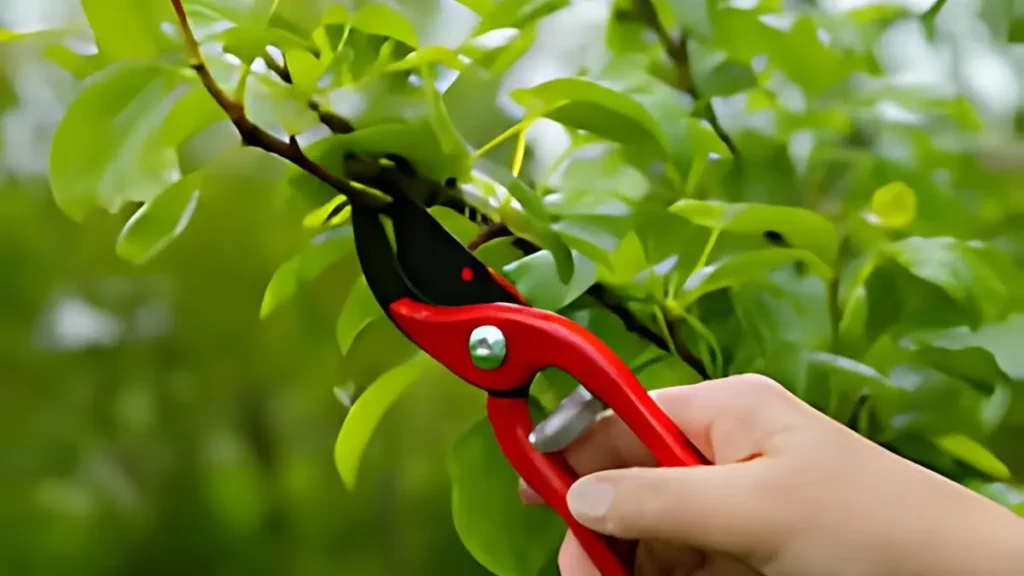 Plants to Prune in April