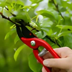 Plants to Prune in April