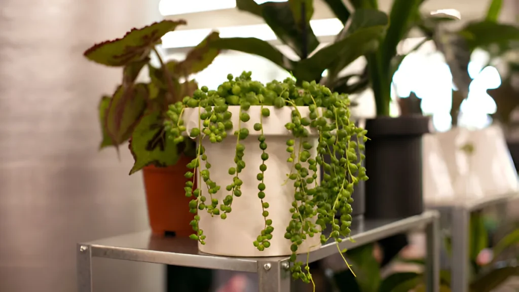 String of Pearls Plant