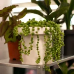 String of Pearls Plant