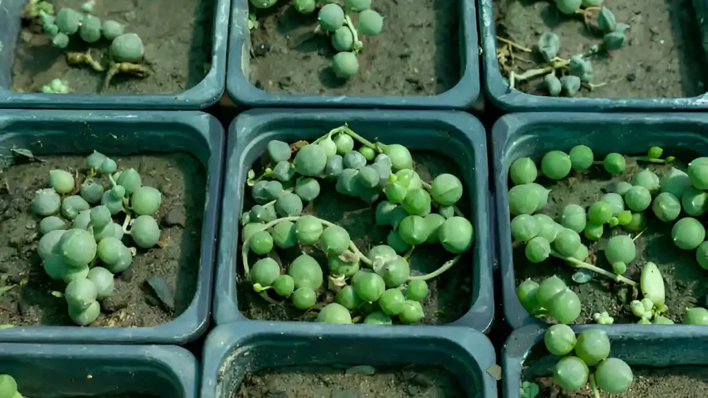 String of Pearls Plant Care
