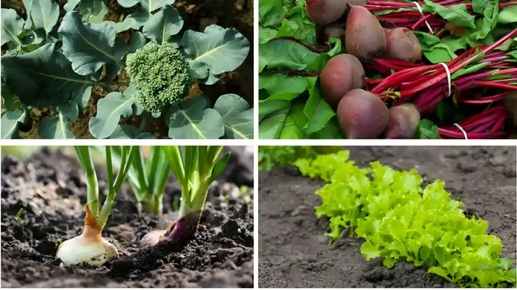 Vegetables to Plant in April 