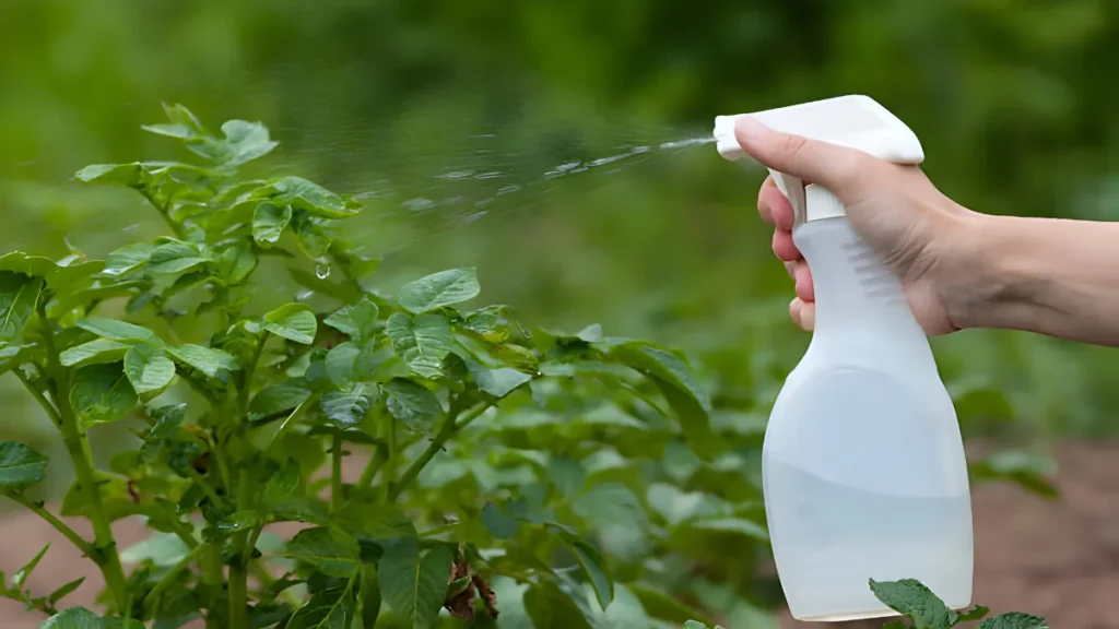 4 Benefits of Aspirin for Growing Fruits & Vegetables Aspirin Uses