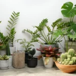 Best Indoor Plants for Low Light