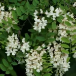Black Locust Flower