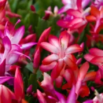 Christmas Cactus