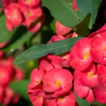 Crown of Thorns
