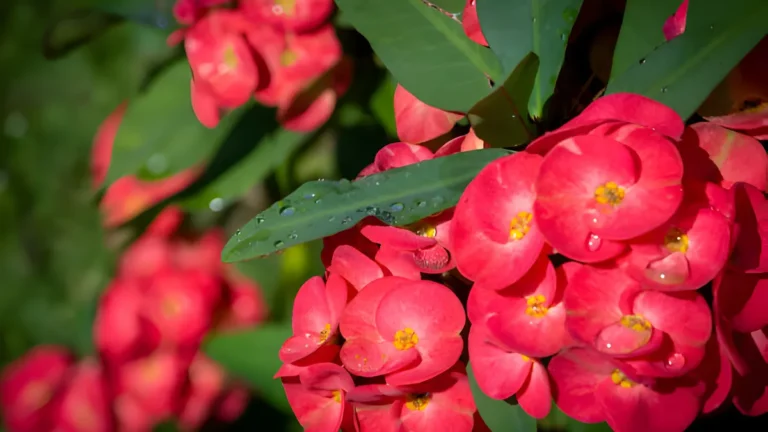 Thriving: Crown of Thorns Plant Care Indoor Secrets Crown of Thorns