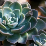 Echeveria