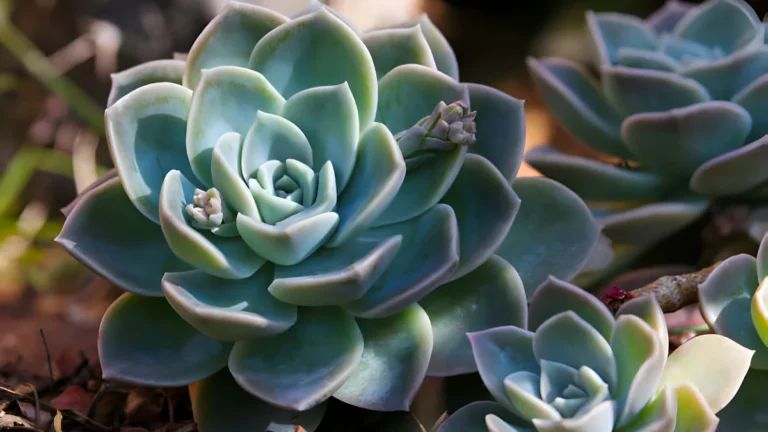 Learn the Technique: Grow Echeveria with Professional Advice Echeveria