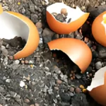 Eggshells for Plants