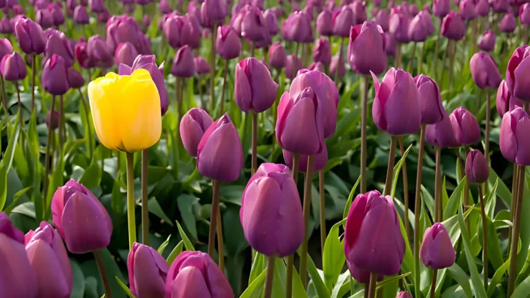 Discover April Flower Magic: Spring’s Vibrant Beauty! Flowers In April