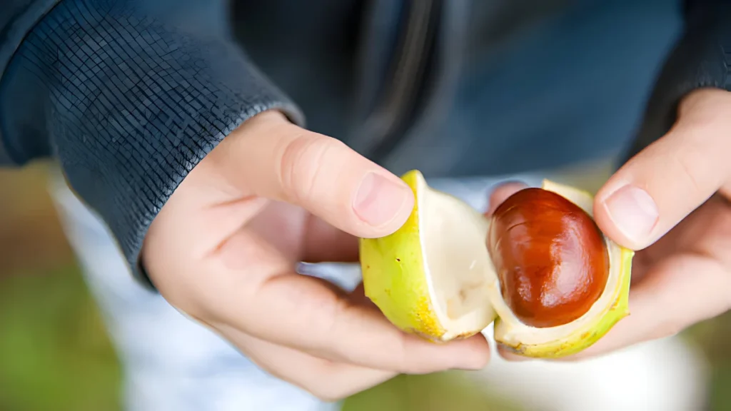 Horse Chestnut Benefits