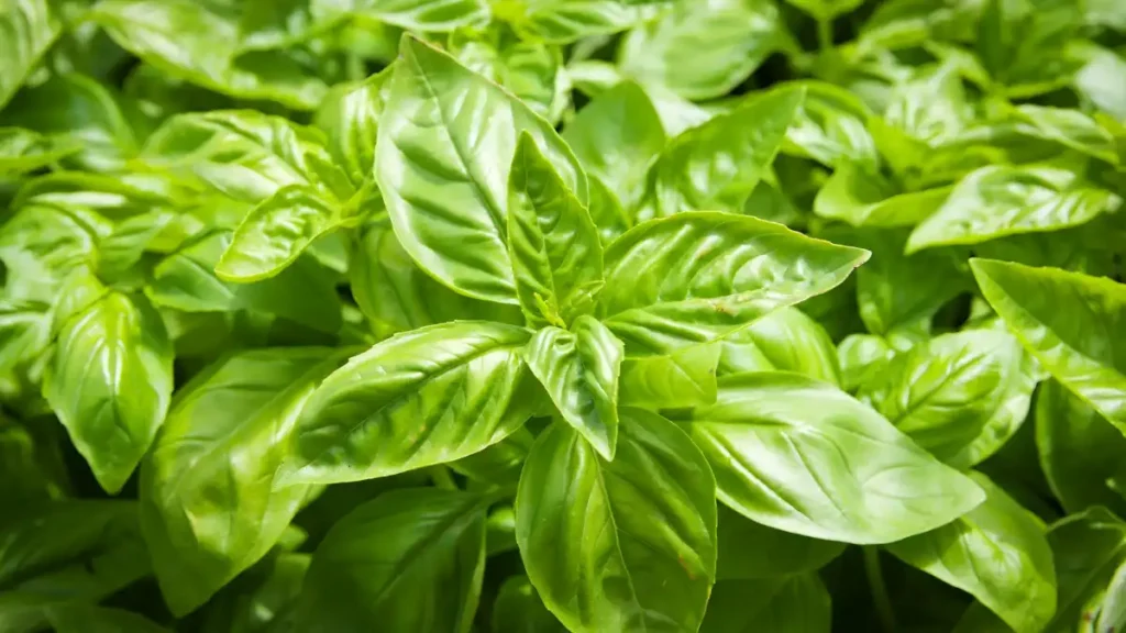 How to Grow Basil