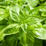 How to Grow Basil