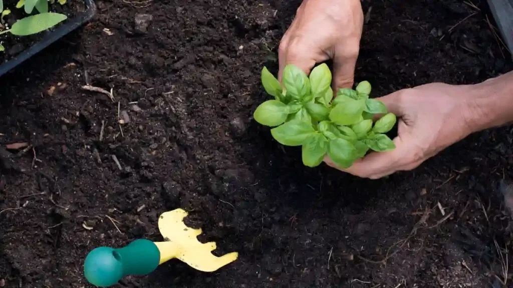 How to Grow Basil Outdoors