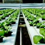 Hydroponic Gardening