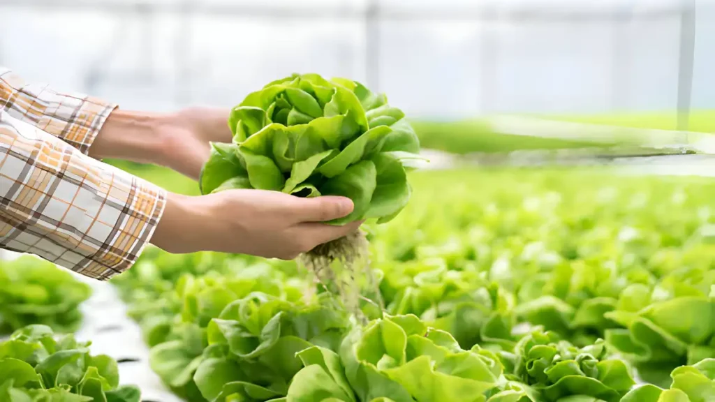 Hydroponic Gardening for Beginners