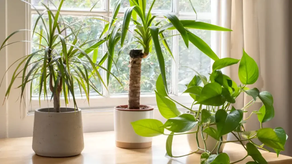 Indoor Yucca Plant