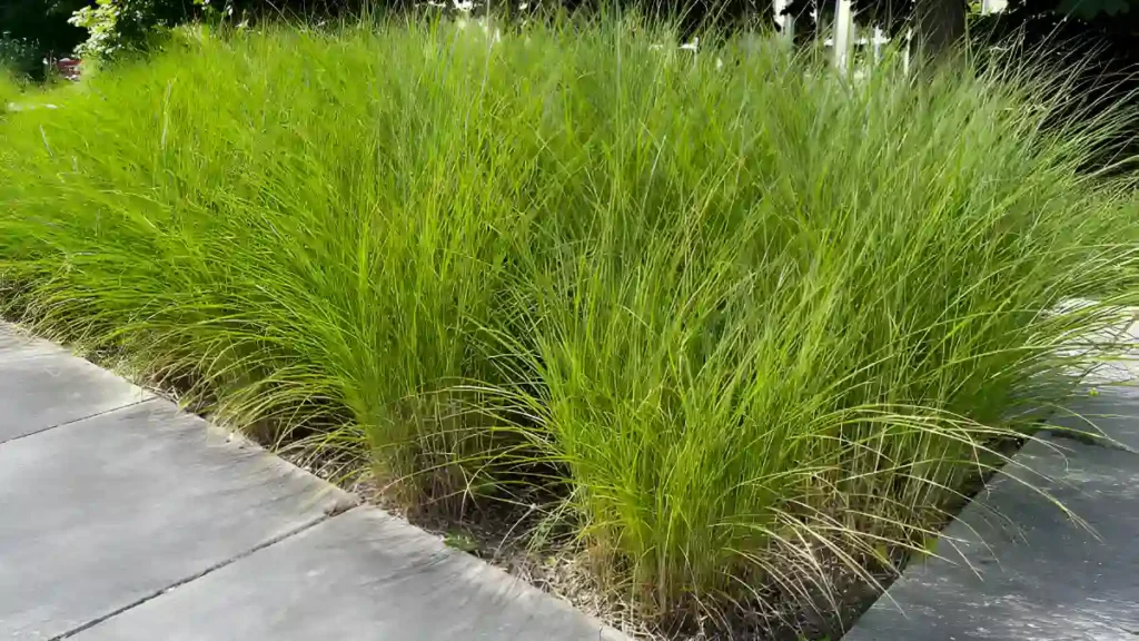 Ornamental Grass