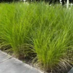 Ornamental Grass