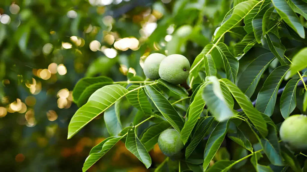 Walnut Tree