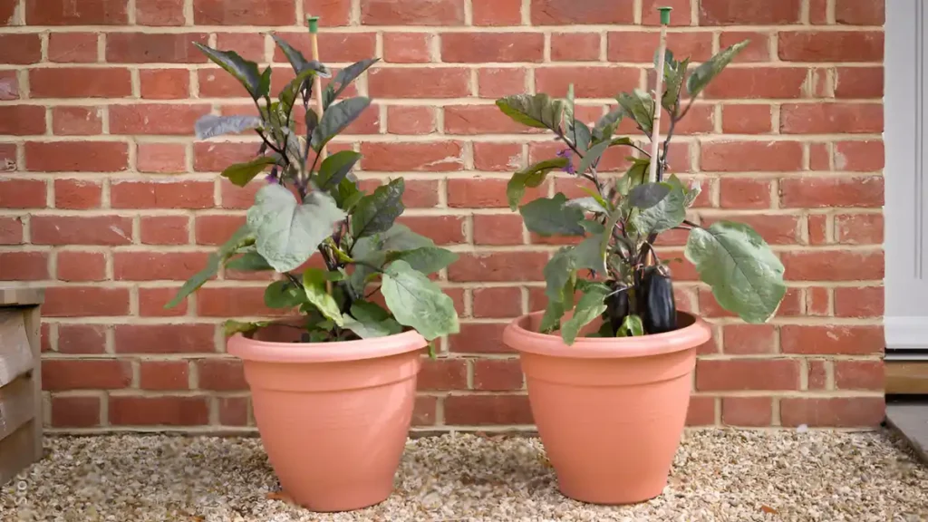 Growing Eggplant in Pots