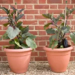 Growing Eggplant in Pots