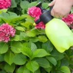 Natural Pest Control for Garden