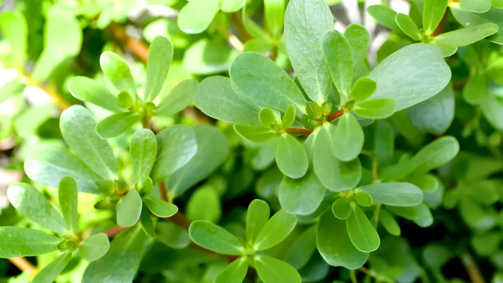 Purslane Plant