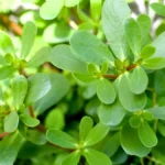 Purslane Plant