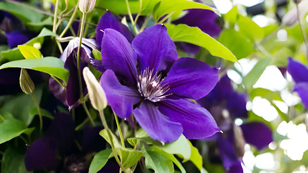 Clematis plant