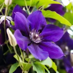 Clematis plant