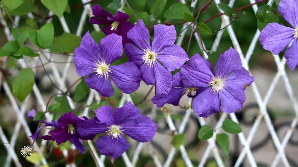 Clematis plant care