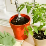 How To Grow Tomatoes In Pots